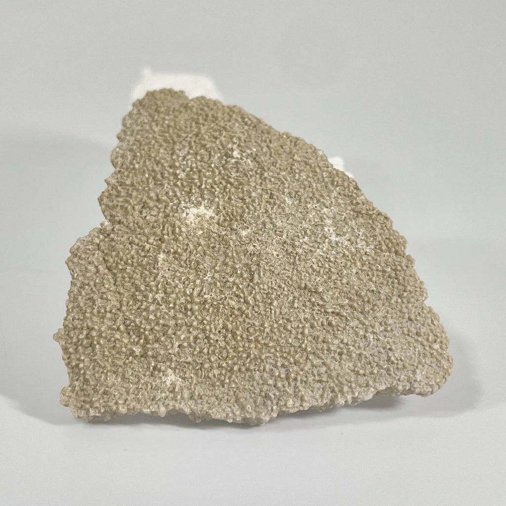 Titanosaur Egg Fragment Natural Fossil Dinosaur Egg 55mm