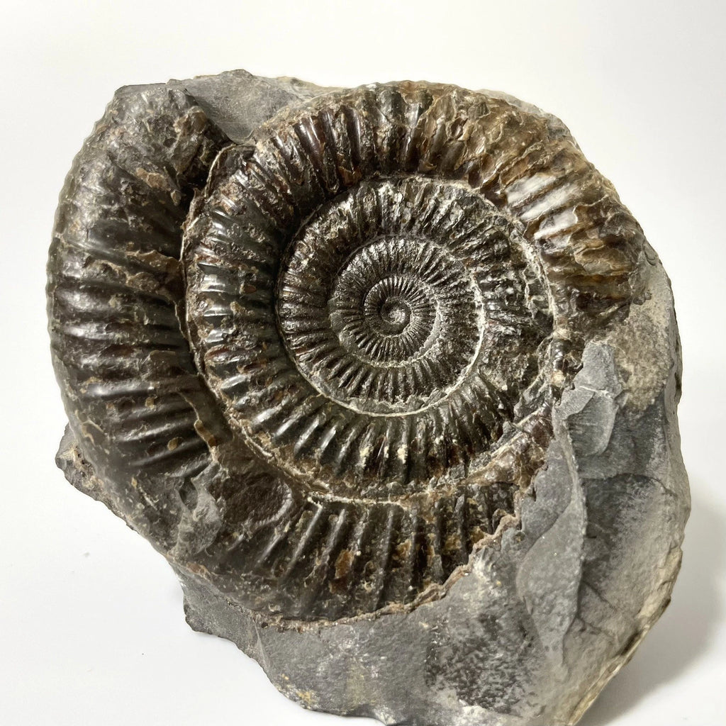Large Dactylioceras Ammonite Fossil - 170 Million Years Old - Whitby - 70mm