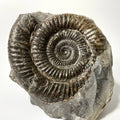 Large Dactylioceras Ammonite Fossil - 170 Million Years Old - Whitby - 70mm