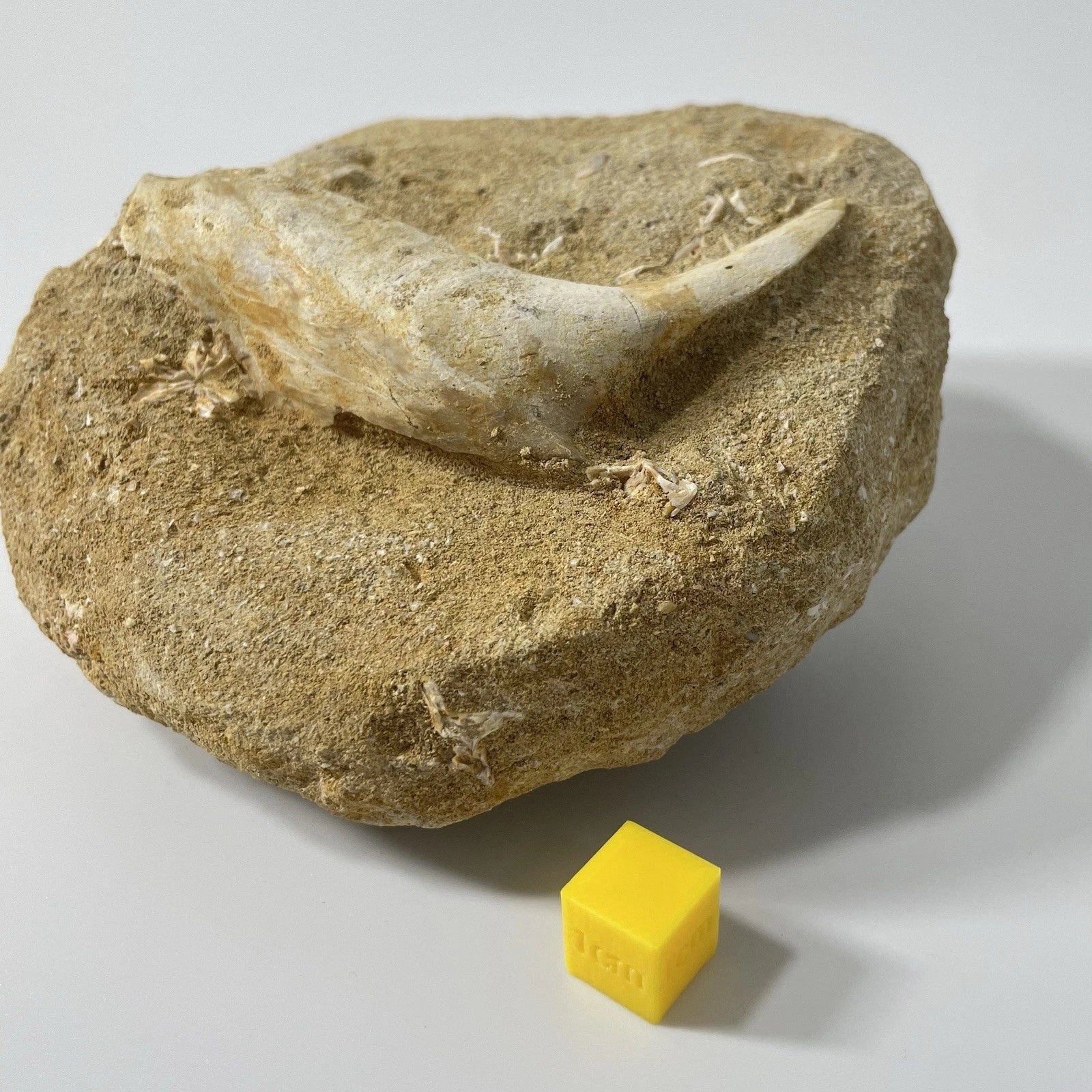 Enchodus Jaw Section Fossil - Extinct Predatory Fish In Original Matrix 110mm