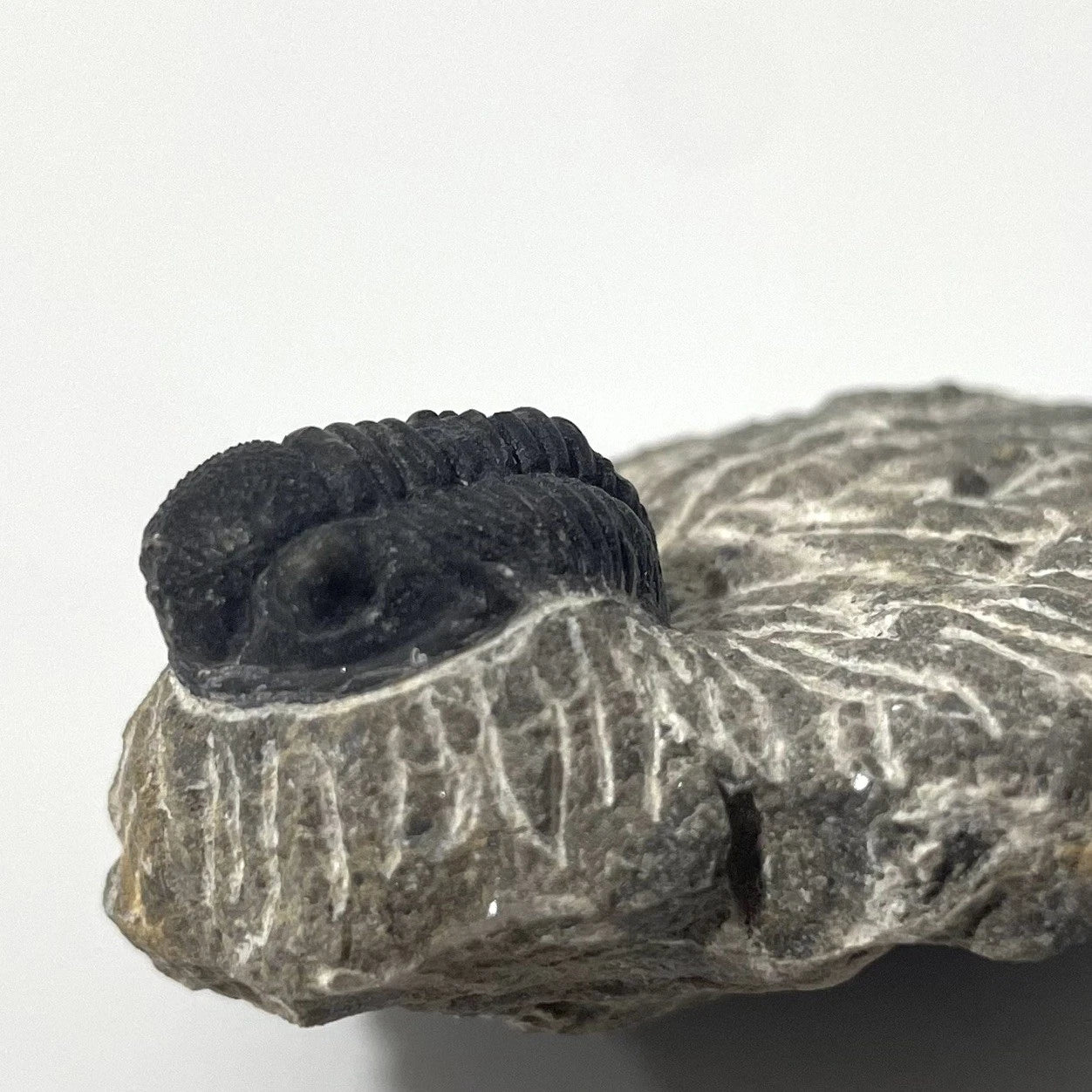 Trilobite Fossil On Natural Matrix - Moroccan Excellent Definition 25mm