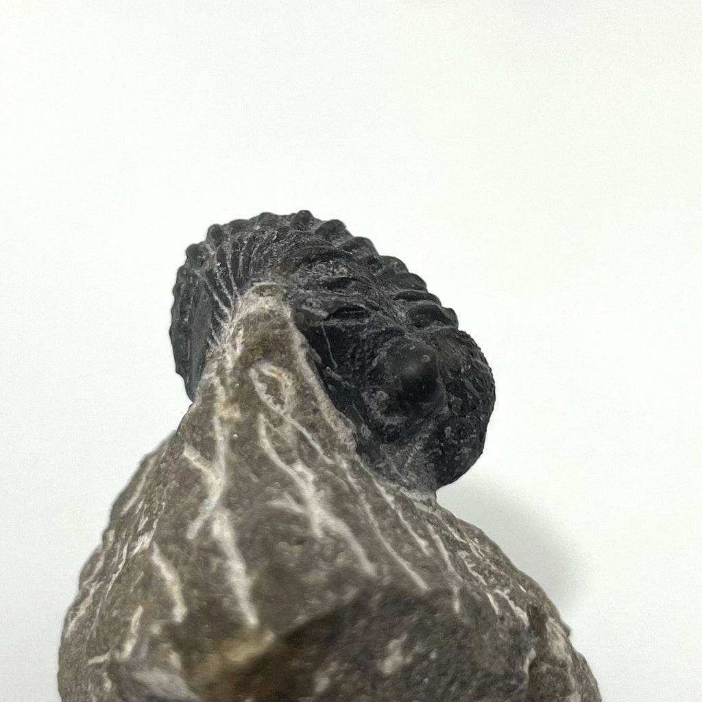 Trilobite Fossil On Natural Matrix - Moroccan Excellent Definition ~ 30mm