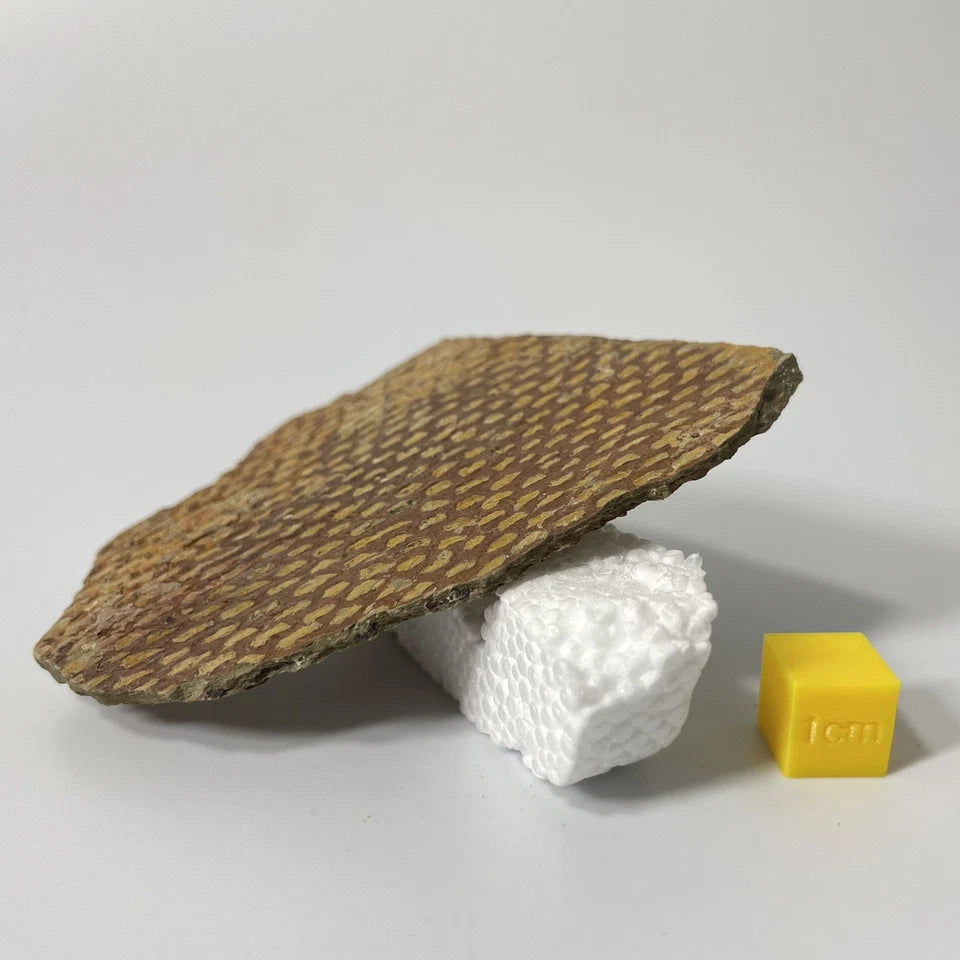 Graptolite Fan Fossil - Natural Specimen - 80mm - Exact Item Pictured