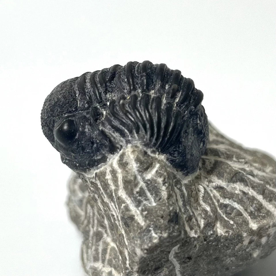 Trilobite Fossil On Natural Matrix - Moroccan Excellent Definition 32mm
