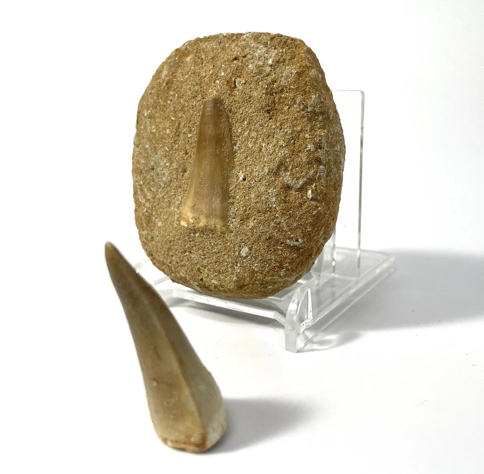 Large Mosasaur Tooth Bundle With Stand- Two Genuine Fossil Dinosaur Teeth
