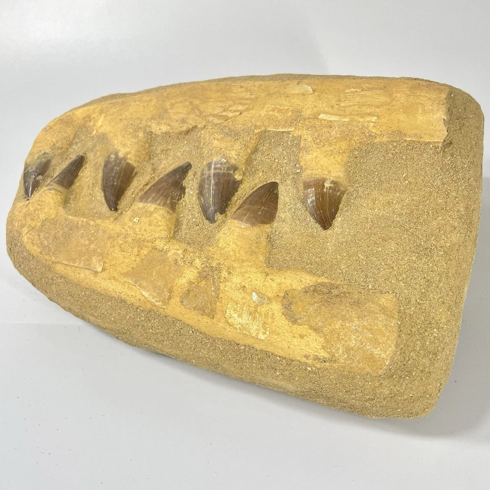 Mosasaur Jaw Section Natural Teeth And Bone Fossil In Composite Matrix ~ 23cm