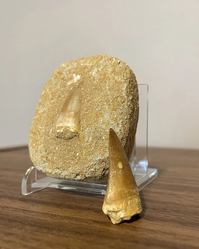 Mosasaur Tooth Bundle With Stand- Two Genuine Fossil Mosasaur Dinosaur Teeth