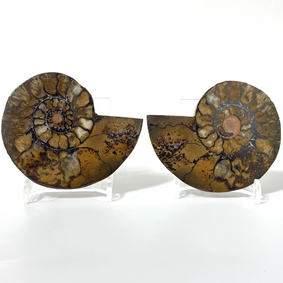 Large Ammonite Fossil Pair 8cm - with stands natural fossil