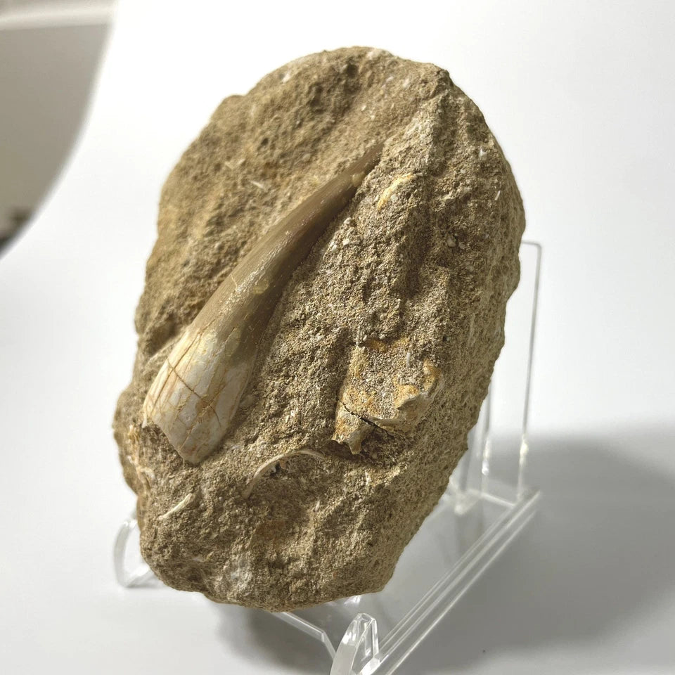 XL Plesiosaur Tooth Fossil On Natural Matrix - 60mm - Morocco- Exact Specimen