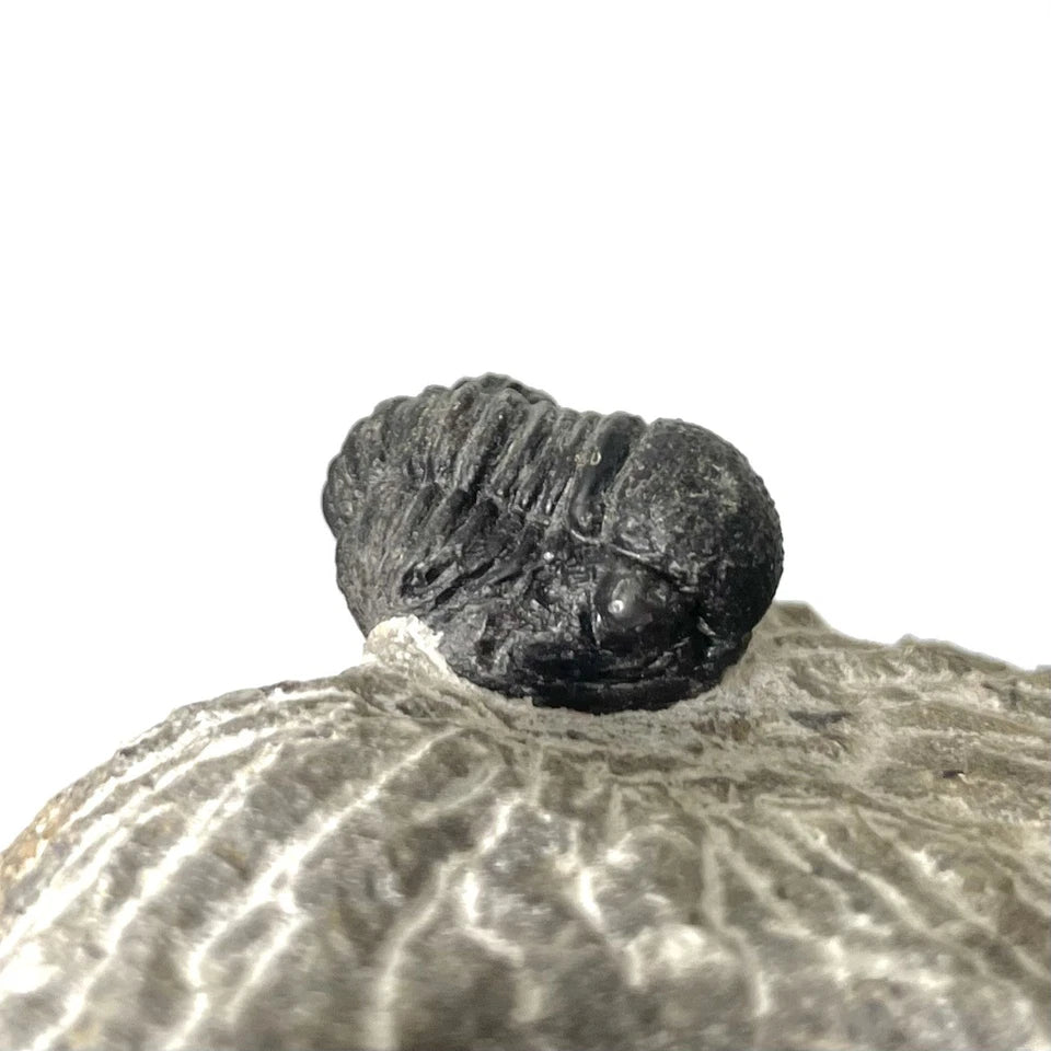 Trilobite Fossil On Natural Matrix - Moroccan Excellent Definition 25mm