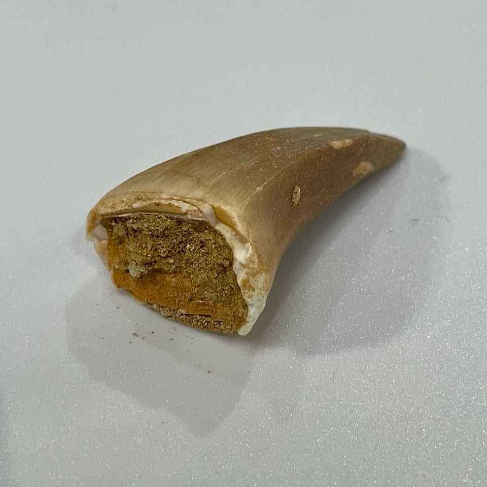 Large Mosasaur Tooth Bundle With Stand- Two Genuine Fossil Dinosaur Teeth