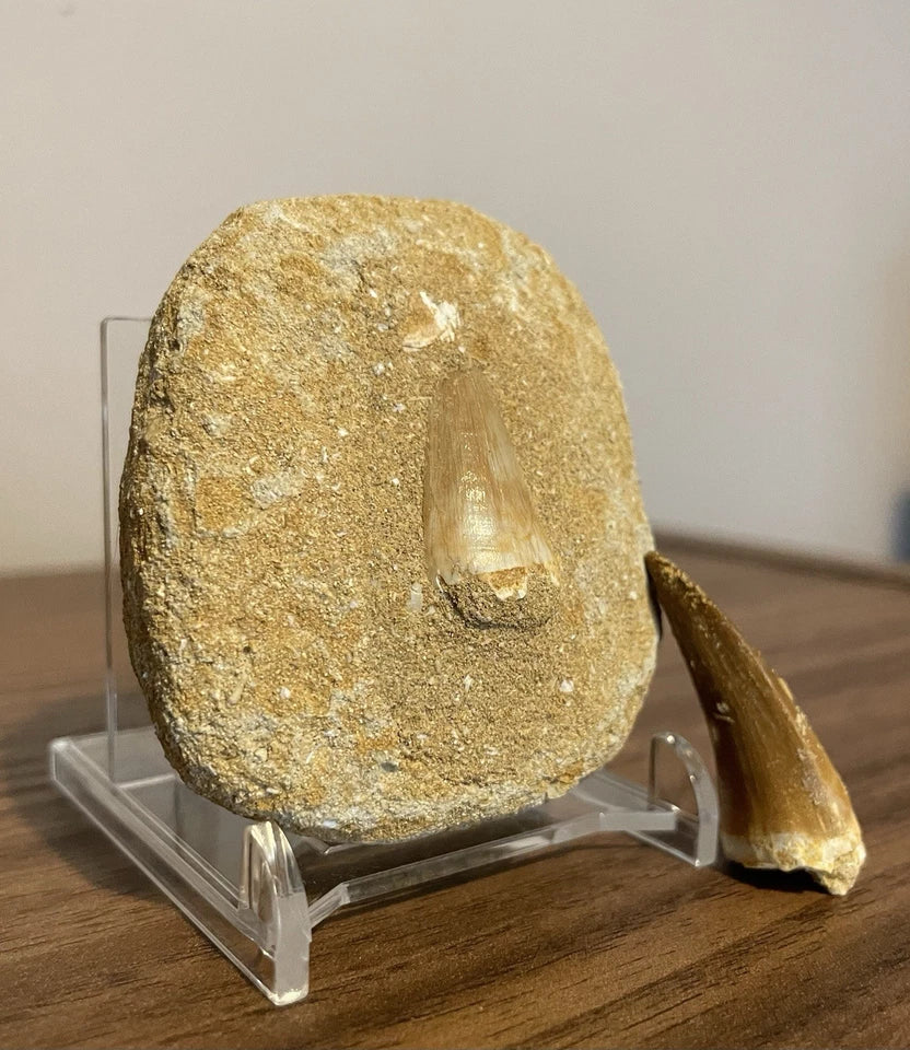 Mosasaur Tooth Bundle With Stand- Two Genuine Fossil Mosasaur Dinosaur Teeth