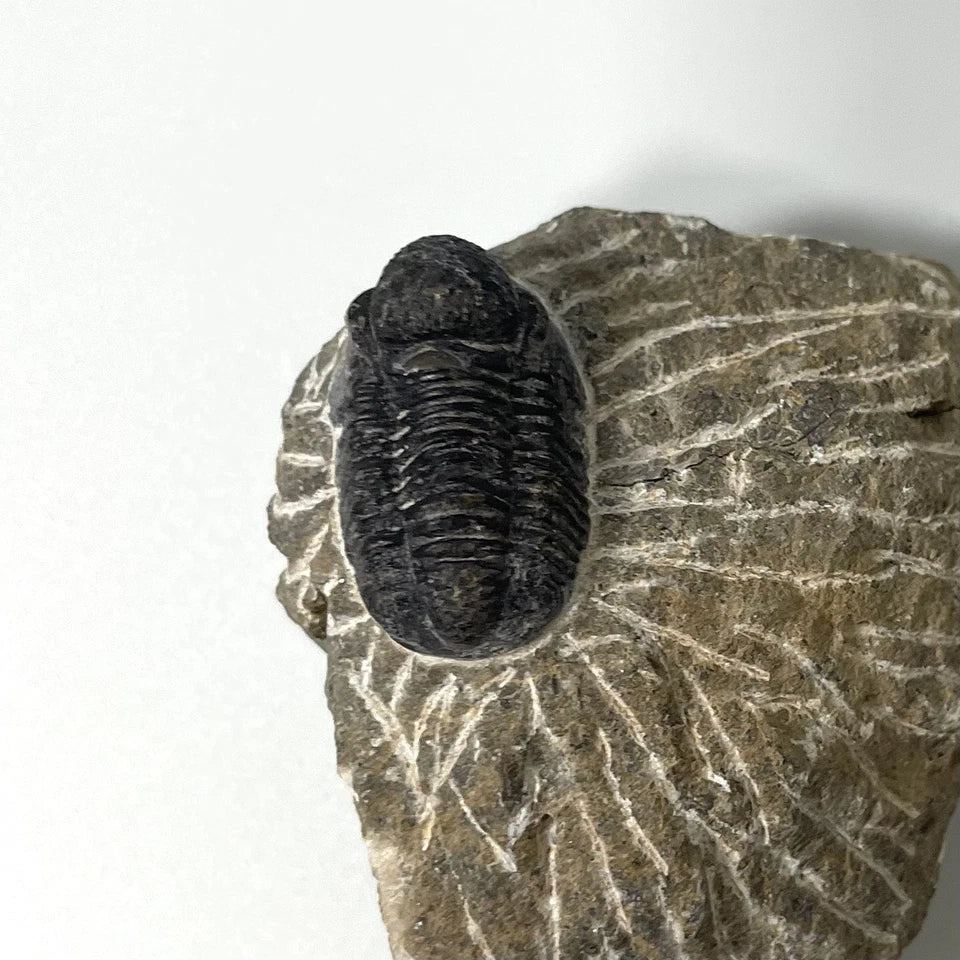 Trilobite Fossil On Natural Matrix - Moroccan Excellent Definition ~ 25mm