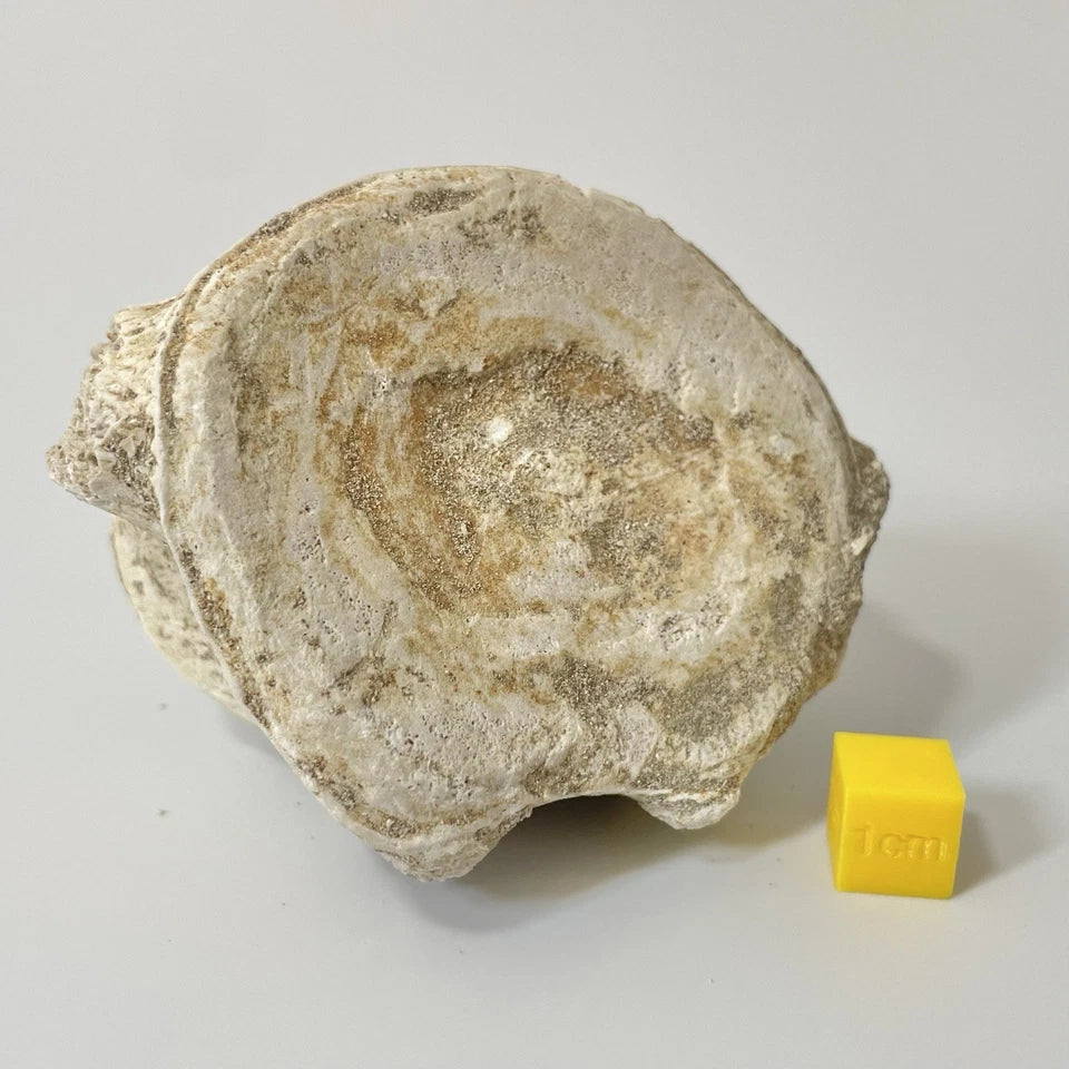 Elasmosauridae Plesiosaur Vertebrae Bone Fossil - Exact Specimen ~80mm