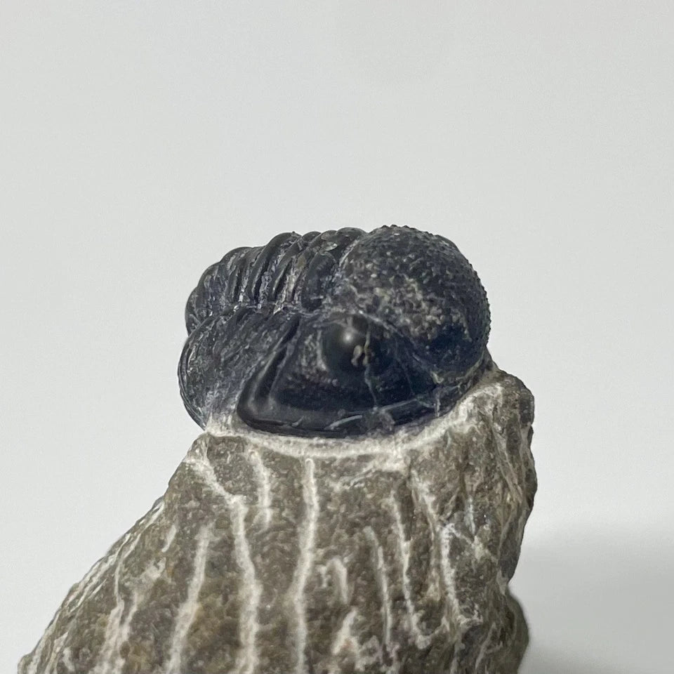 Trilobite Fossil On Natural Matrix - Moroccan Excellent Definition ~ 23mm