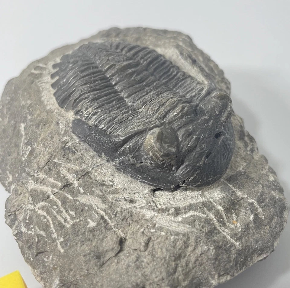 Hollardops Trilobite Fossil
