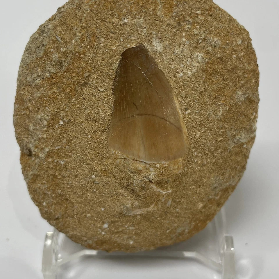 Mosasaur Tooth Bundle With Stand- Two Genuine Fossil Mosasaur Dinosaur Teeth