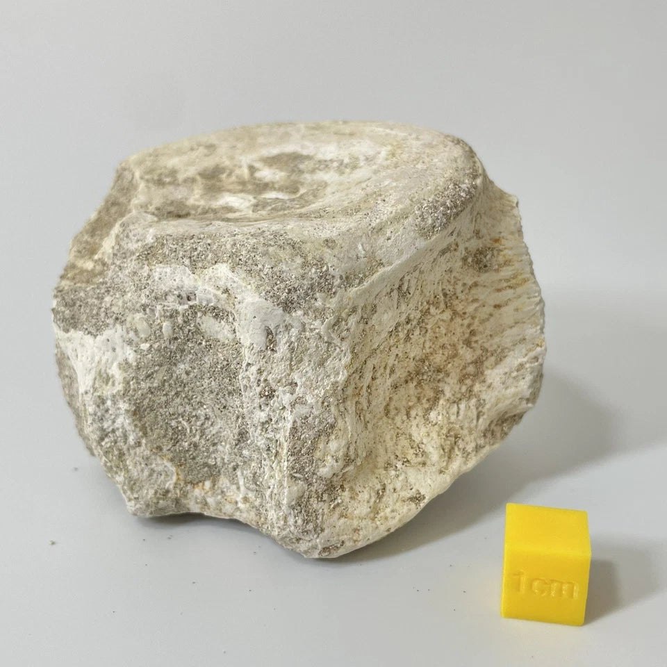 Elasmosauridae Plesiosaur Vertebrae Bone Fossil - Exact Specimen ~80mm