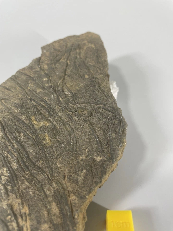 Crinoid Fossil Rich Slab Specimen - 140mm X 70mm - Excellent Preservation+Detail