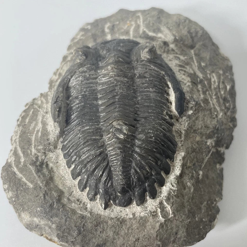 Hollardops Trilobite Fossil