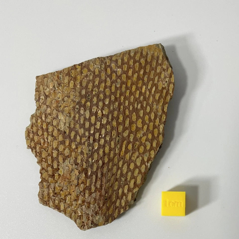 Graptolite Fan Fossil - Natural Specimen - 80mm - Exact Item Pictured