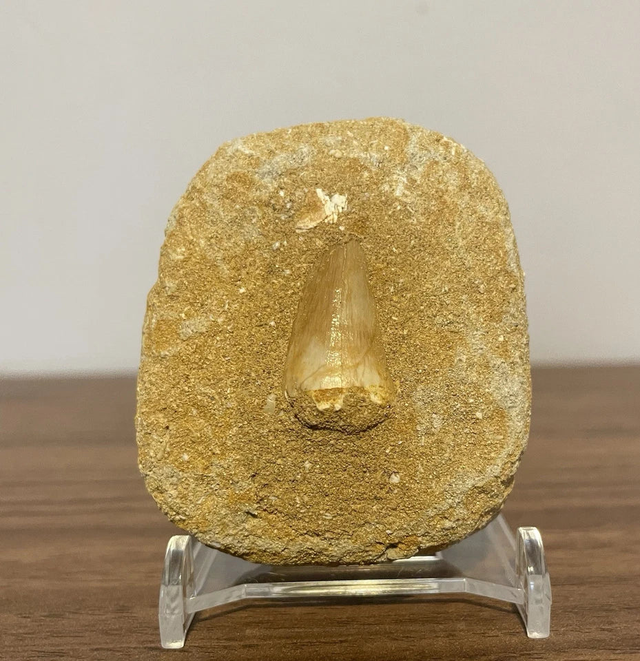 Mosasaur Tooth Bundle With Stand- Two Genuine Fossil Mosasaur Dinosaur Teeth