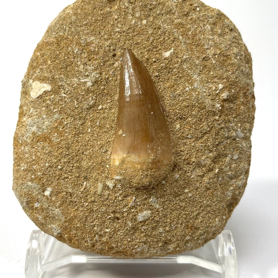 Mosasaur Tooth Bundle With Stand- Two Genuine Fossil Mosasaur Dinosaur Teeth