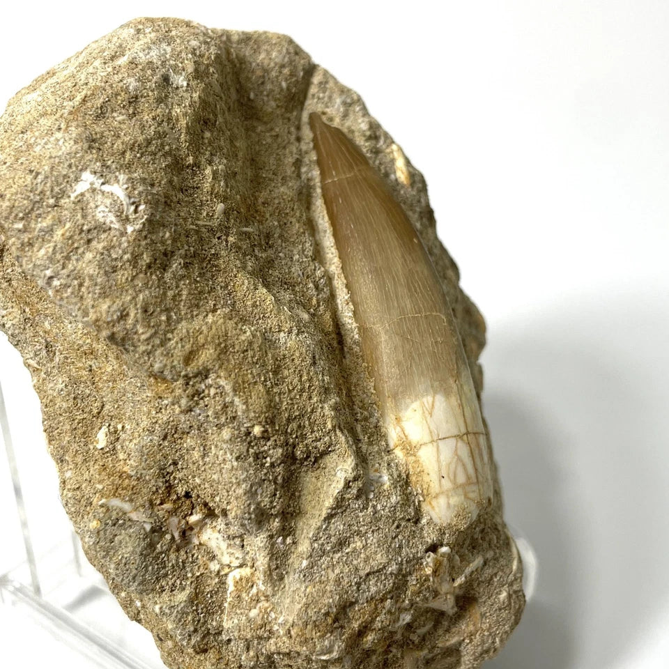 XL Plesiosaur Tooth Fossil On Natural Matrix - 60mm - Morocco- Exact Specimen
