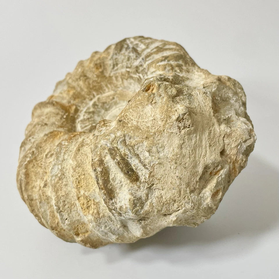 Large Ammonite Fossil From Agadir Morocco ~125mm  Exact Specimen Shown