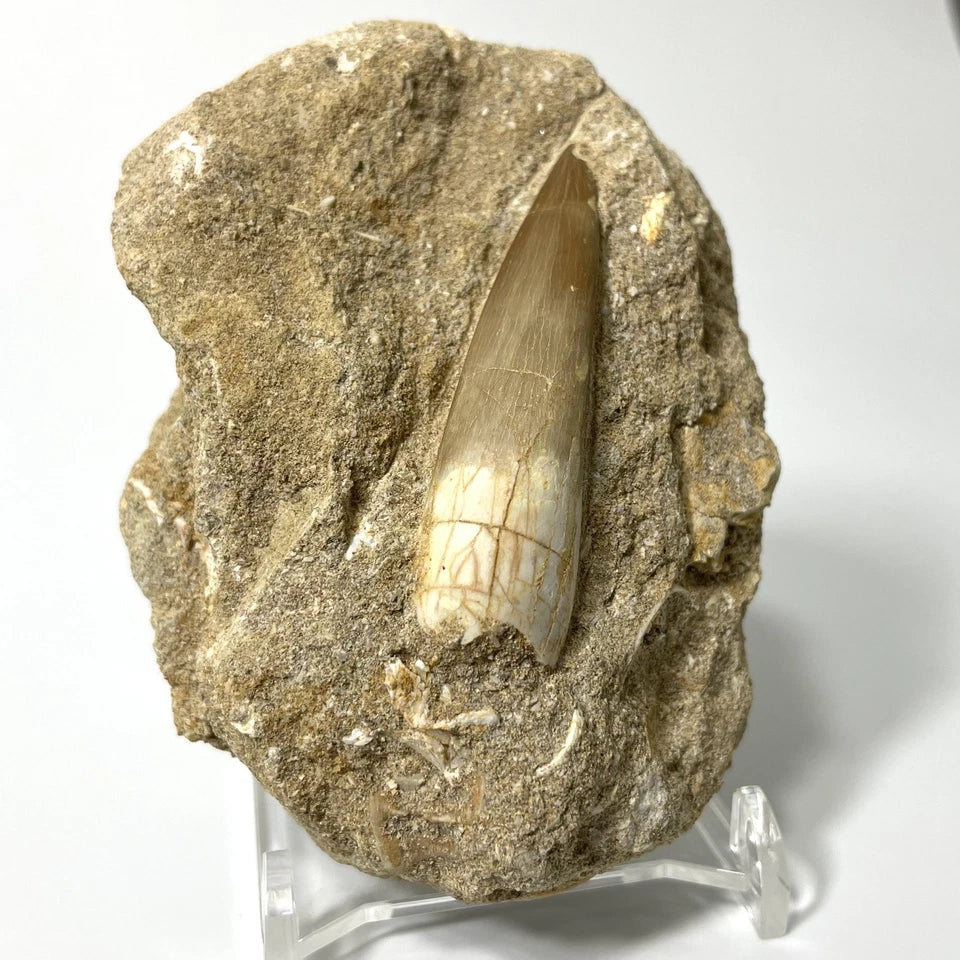 XL Plesiosaur Tooth Fossil On Natural Matrix - 60mm - Morocco- Exact Specimen