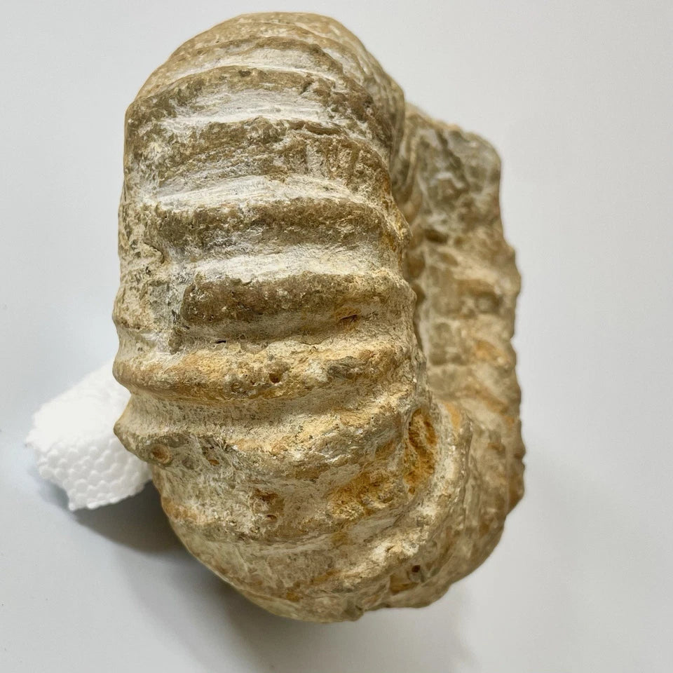 Large Ammonite Fossil From Agadir Morocco ~125mm  Exact Specimen Shown