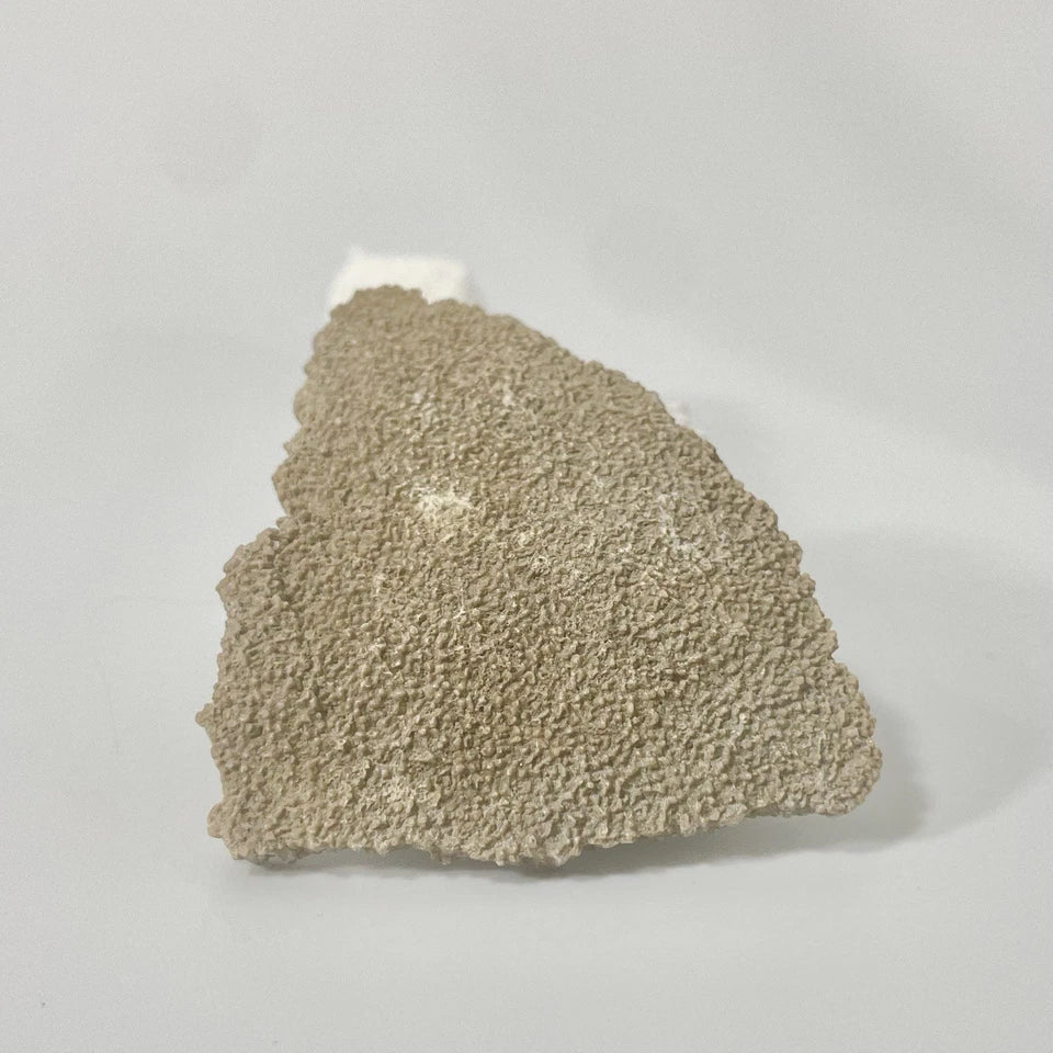 Titanosaur Egg Fragment Natural Fossil Dinosaur Egg 55mm