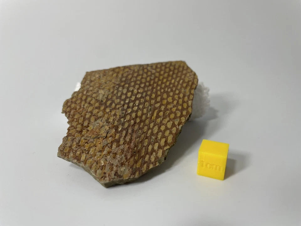 Graptolite Fan Fossil - Natural Specimen - 80mm - Exact Item Pictured