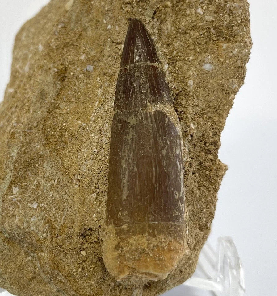 Large Plesiosaur Tooth Fossil On Natural Matrix - 40mm - Morocco- Exact Specimen