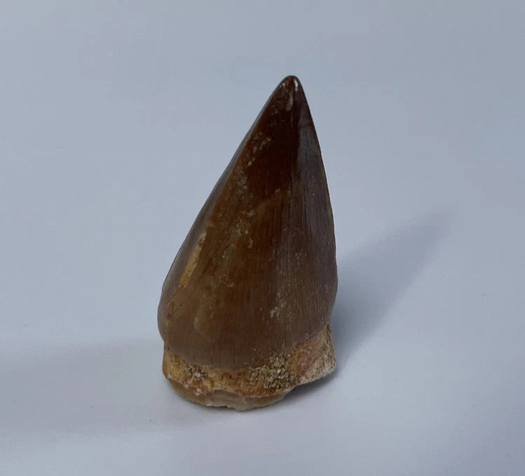 Mosasaur Tooth Bundle With Stand- Two Genuine Fossil Mosasaur Dinosaur Teeth