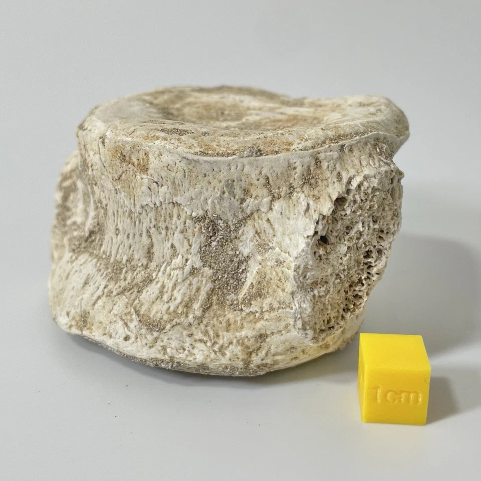 Elasmosauridae Plesiosaur Vertebrae Bone Fossil - Exact Specimen ~80mm