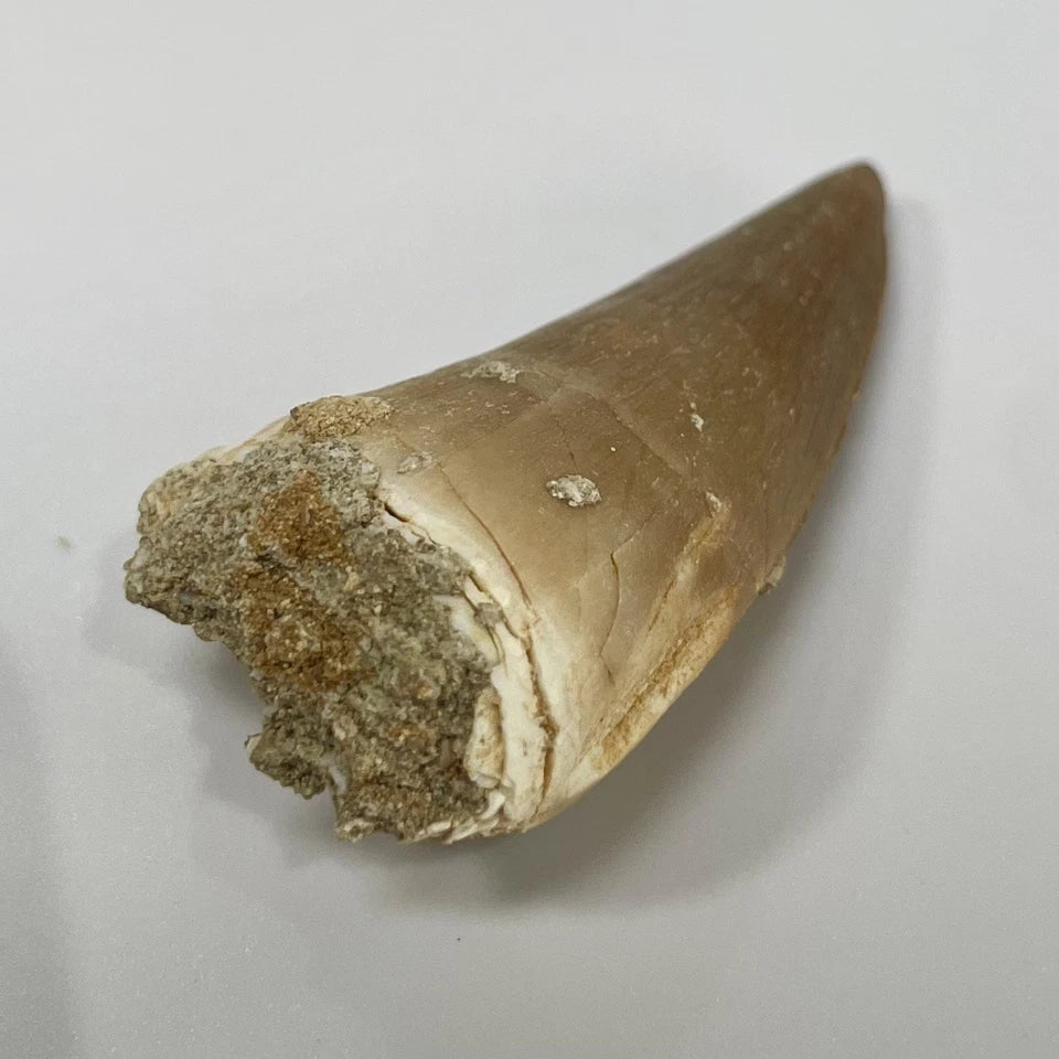 Mosasaur Tooth Bundle With Stand- Two Genuine Fossil Mosasaur Dinosaur Teeth