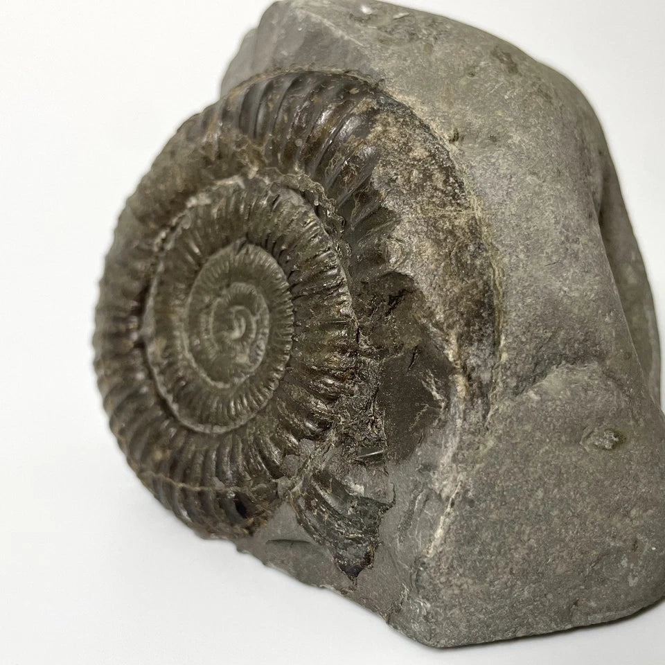 Dactylioceras Ammonite Fossil - 170 Million Years Old - Whitby - 60mm