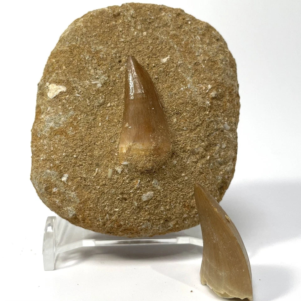 Mosasaur Tooth Bundle With Stand- Two Genuine Fossil Mosasaur Dinosaur Teeth