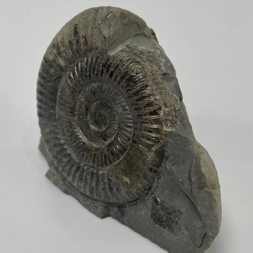 Dactylioceras Ammonite Fossil - 170 Million Years Old - Whitby Yorkshire - 7cm