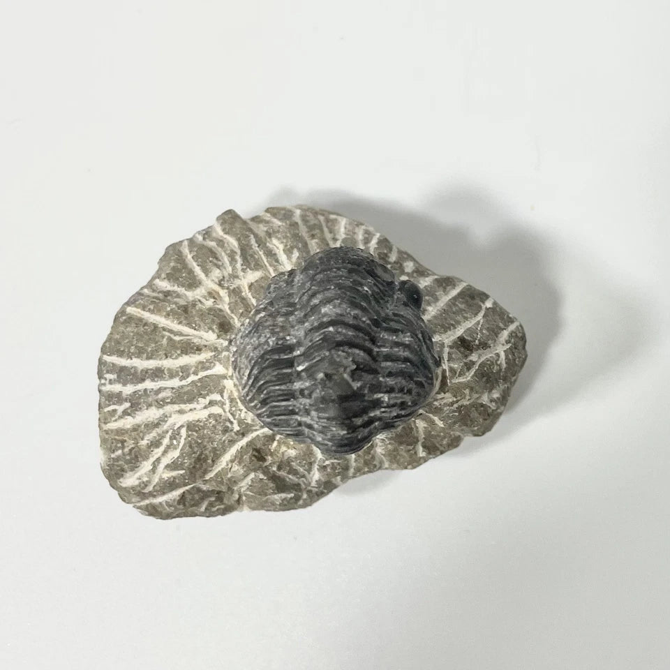 Trilobite Fossil On Natural Matrix - Moroccan Excellent Definition ~ 30mm