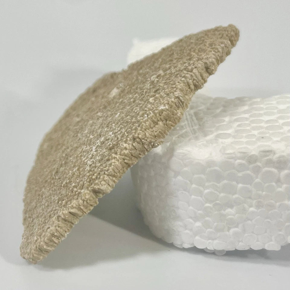 Titanosaur Egg Fragment Natural Fossil Dinosaur Egg 55mm