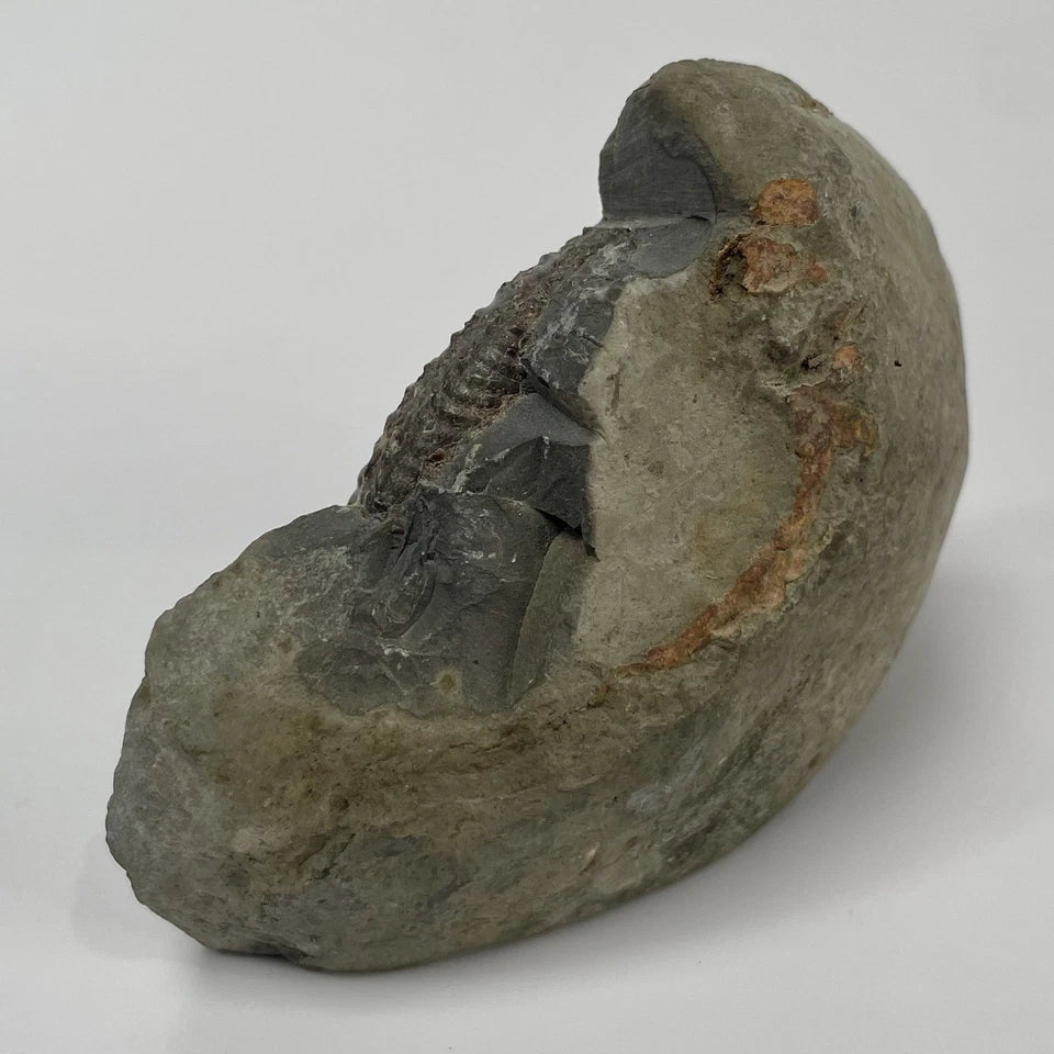 Dactylioceras Ammonite Fossil - 170 Million Years Old - Whitby Yorkshire - 7cm