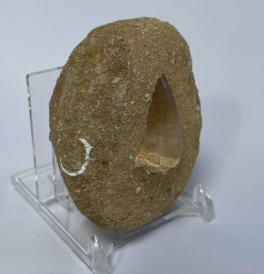 Mosasaur Tooth Bundle With Stand- Two Genuine Fossil Mosasaur Dinosaur Teeth