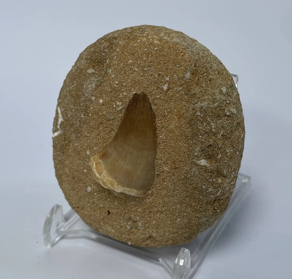 Mosasaur Tooth Bundle With Stand- Two Genuine Fossil Mosasaur Dinosaur Teeth