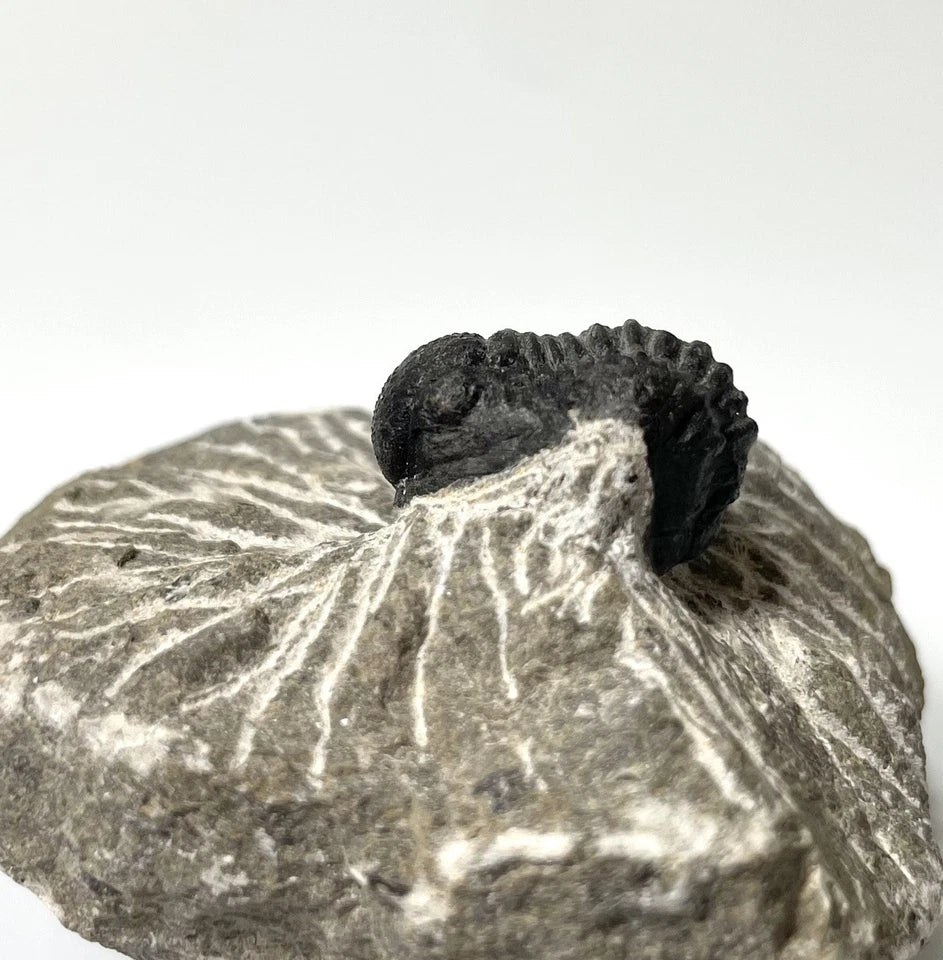 Trilobite Fossil On Natural Matrix - Moroccan Excellent Definition 25mm