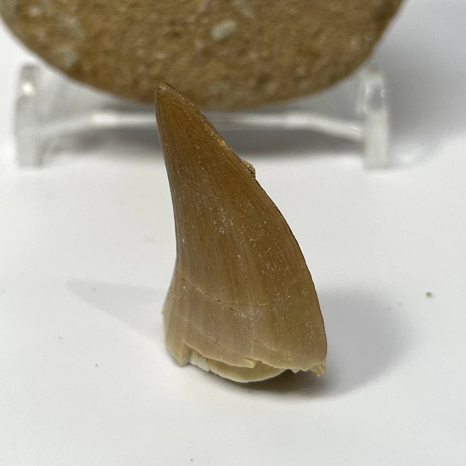 Mosasaur Tooth Bundle With Stand- Two Genuine Fossil Mosasaur Dinosaur Teeth