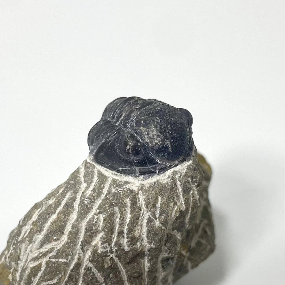 Trilobite Fossil On Natural Matrix - Moroccan Excellent Definition ~ 23mm