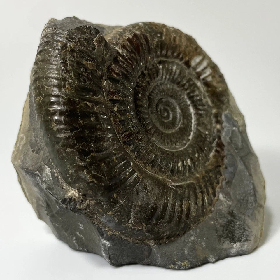 Large Dactylioceras Ammonite Fossil - 170 Million Years Old - Whitby - 70mm