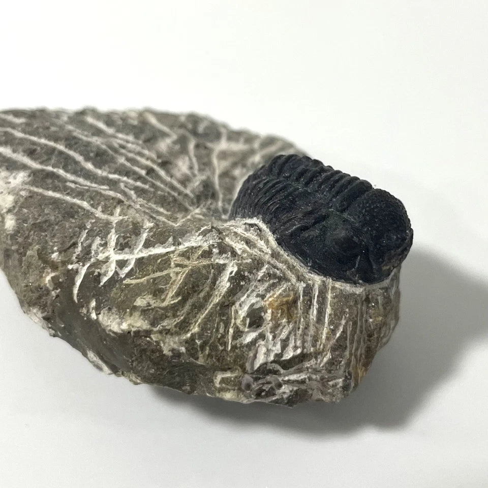 Trilobite Fossil On Natural Matrix - Moroccan Excellent Definition 25mm